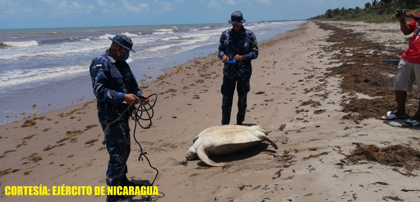 tortugas1